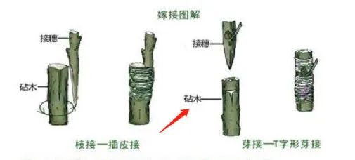 行業(yè)洞察 | 被忌憚的“私域流量”，中國亞馬遜賣家的“品牌軟骨癥”